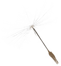 dandelion1